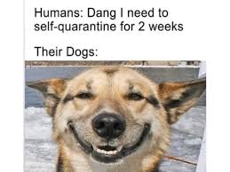 Choose from a curated selection of funny photos. Funny Dog Memes Facebook
