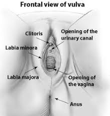 Think of it as a foyer. Vulvar Care