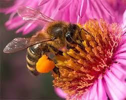 De retour à la ruche, elle régurgite le nectar lorsque la teneur en eau du miel est réduite à 18%, il est mûr. Faq Sur Les Abeilles Famille Mary