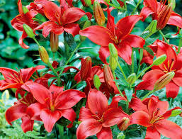 Lilium Candidum Flower Painting Tree Wallpaper Mural Wallpaper