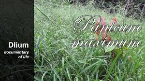 Image result for Panicum maximum