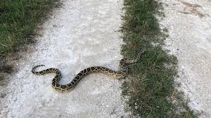 Florida maps show Burmese pythons pushing beyond the Everglades as Python Challenge begins