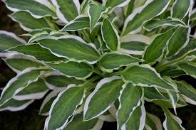 So. Many. Hostas. – Q Is For Quandie