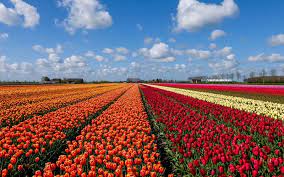 Wann ist die beste zeit für die tulpenblüte in holland? Tulpenblute In Holland 2021 Wann Ist Die Beste Reisezeit Keukenhof