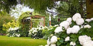 Regardless of protective measures taken, most bigleaf hydrangeas simply will not bloom (or will bloom poorly) in some years because of a variety of winter occurrences beyond the unlike many of the h. The Best White Hydrangea Varieties Better Homes Gardens