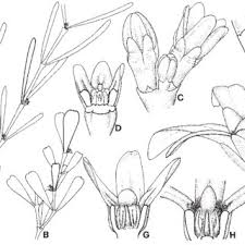 Image result for Secamone punctulata