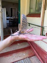 Image result for Helinus spartioides