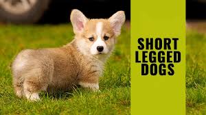 The body uses glycogen and fat stores as fuel initially, but when running longer distances it may have to use protein as a fuel. 11 Short Legged Dog Breeds Facts About The Lovable Dwarf Dogs Petmoo