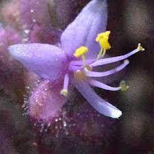 Image result for Floscopa glomerata