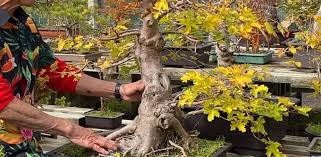 But do not forget that these scars are a type of injury. Bonsai Secrets
