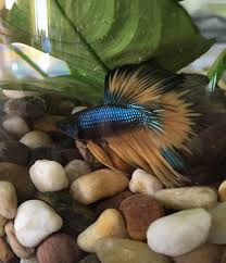 I can't believe no one took him home! Betta Fish Terrarium The Presidential Suite Paradise Betta Labradorite Brad Betta Fish Betta Tank Fish