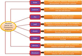 Image result for Eminia antennulifera
