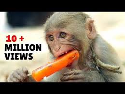 Monkey Video Bandar Monkey Bandar Mama Funny Monkey Monkey Videos For Kids Youtube In 2020 Monkeys Funny Bandar Youtube Kids