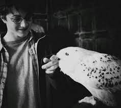 andrea adli kullanicinin fakat harry potter derin bir tutku panosundaki pin harry potter