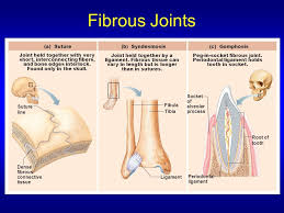 Fibrous Joints Are Where Two Adjacent Bones Are Bound By Collagen Fibers The Three Types In Joints Anatomy Human Anatomy And Physiology Anatomy And Physiology
