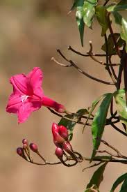 Image result for Ipomoea horsfalliae