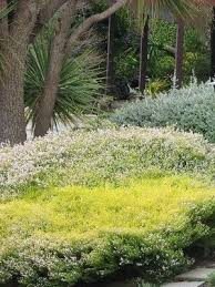 Use as hedge, foundation planting or on a hillside. Coleonema Sunset Gold Found At Landscape Essentials Hawera And Www Gardeningsolutionz Co Nz Thinking Of Using Thi Sloped Garden Landscape Concept Landscape