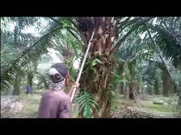We did not find results for: Potong Buah Kelapa Sawit Pokok Tinggi Tercepat Super Skill Dewa Youtube