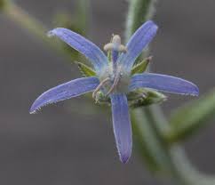 Image result for Wahlenbergia capitata