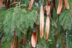 Image result for Commiphora schlechteri