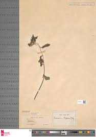 Image result for Sclerocarpus africanus