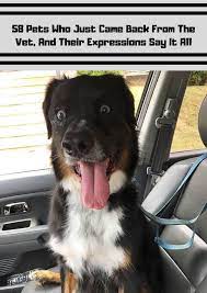 58 Pets Who Just Came Back From The Vet And Their Expressions Say It All Funny Animal Memes Dog Training Funny Animal Pictures