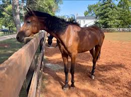 Daily - He hadn't seen the sun in months. The moment his hooves finally touched the soft grass, his body gave out... Dr. Elena thought she had seen the worst of humanity