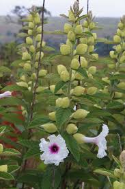 Image result for Astripomoea lachnosperma