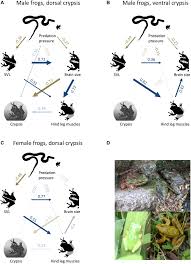 Image result for Crypsis