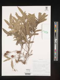 Image result for Deinbollia kilimandscharica