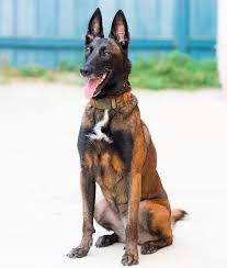 At wolfsbane k9 we specialize in belgian malinois puppies for sale and belgian malinois protection dogs for sale. Mal Belgian Malinois Dog Belgium Malinois Malinois Dog