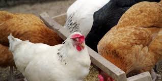 Check spelling or type a new query. 6 Cara Beternak Ayam Petelur Yang Mudah Dan Menguntungkan Cocok Untuk Pemula Merdeka Com