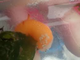 Image result for Kotschya ochreata