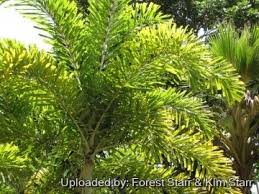 Image result for Wodyetia bifurcata