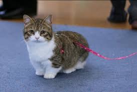 Image result for fluffy munchkin cat