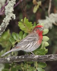 Big Black Birds In Missouri House Finch Whatbird Com Common Birds Bird Poster Missouri Birds