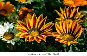 Image result for Gazania krebsiana