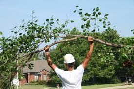 Call us today for our 25% off special. Tree Service Tree Removal Tree Trimming In Jacksonville Nc