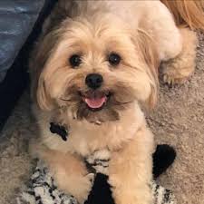 I'm wondering what everyone is using for a toothpaste? Mine is burning my  mouth so much I scream and hold a towel till it stops.