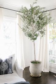 What kind of soil is best for citrus trees? How To Care For An Indoor Olive Tree Danielle Moss