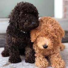 Pin On Dog Stuff