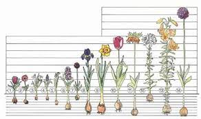 Premium Holland Bulbs Flower Bulbs Daylilies Daffodils Dahlias Perennials Tulip Bulbs Garden Plants Peonies Planting Bulbs Planting Tulips Bulb Flowers
