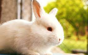 Download Wallpapers Cute Animals White Rabbit Blur Rabbits Besthqwallpapers Com Animals Rabbit Pictures Rabbit