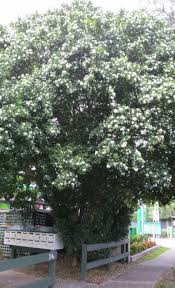 Free shipping on orders over $25 shipped by amazon. Murraya Paniculata Orange Jessamine Chinese Box Patrick Siu Chinese Calligraphy Landscape Painting è•­ç‡¿æ¼¢è«‡æ›¸ç•«