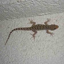 Image result for Kotschya prittwitzii