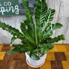 観葉植物 エメラルドウェーブ受皿付 ゆっぴー 亀有の家具の中古あげます 譲ります ジモティーで不用品の処分
