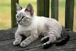 Are Siamese Mix Cats Good Pets (Everything You Need To ...