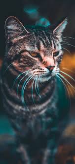 Kitty cats are cuddly, cute, loveable and funny, so they will surely rank high in many of our wallpaper fans' preferences. Cat Wallpaper Hd Iphone X