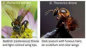 Some of them have interesting and unusual behaviours, such as the bees encouraged the scale insects to secrete honey dew by stimulating them. What Is Kelulut Honey Or Trigona Honey