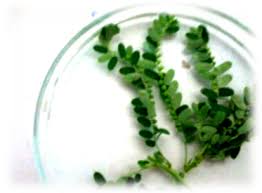 Image result for Phyllanthus fraternus